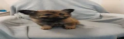 German Shepherd dogs for sale: German Sheperd Puppies in Lincoln - Advert 7