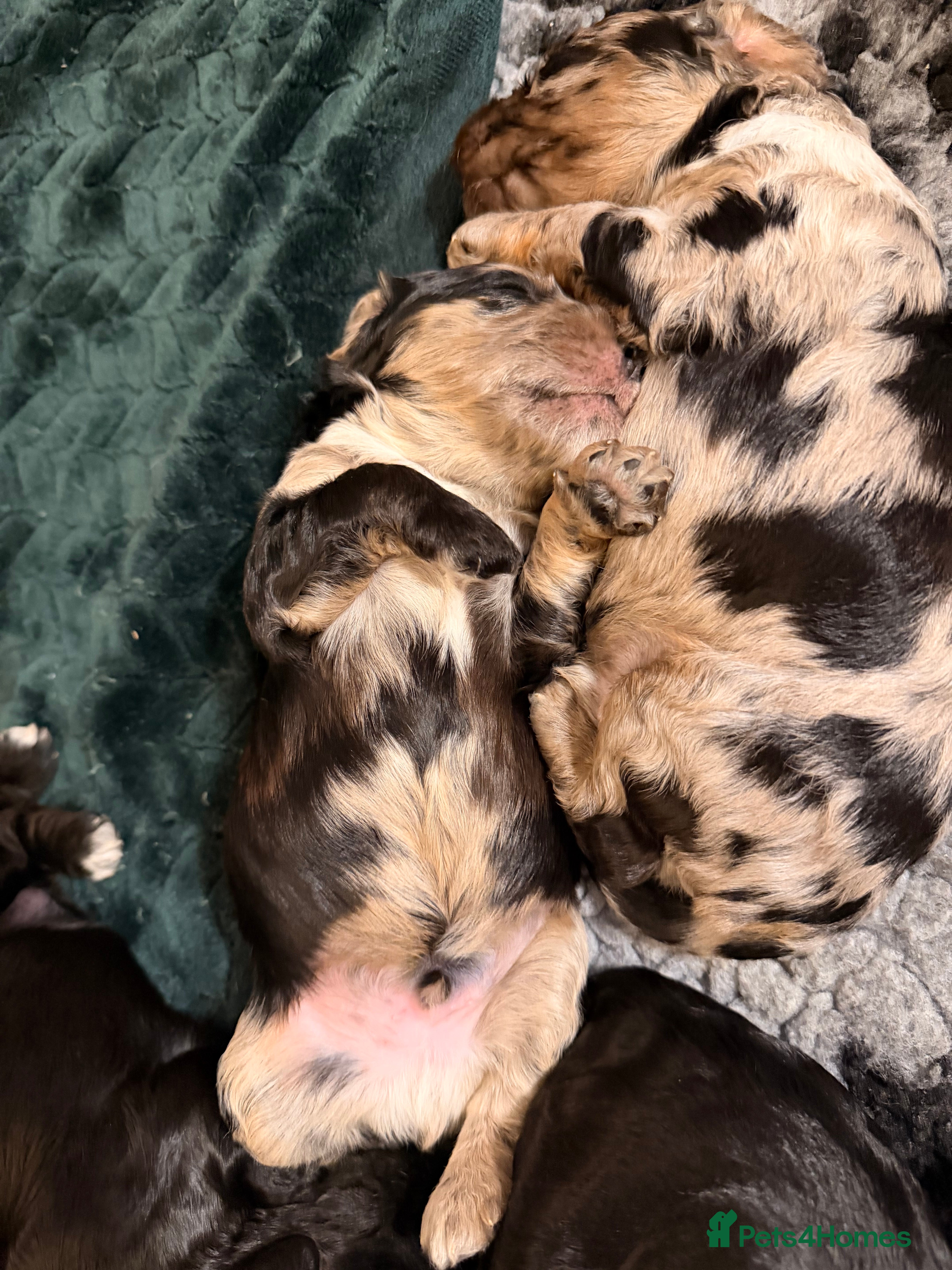 Cockapoo dogs F1 Cockapoo Puppies - Advert 13