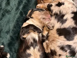 Cockapoo dogs F1 Cockapoo Puppies - Advert 13