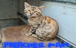 Bengal cats for sale: Breeding quality pedigree bengal boy & girl - Image 12