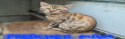 Bengal cats for sale: Guaranteed to be Cuddly *Breed quality*  - Advert 9