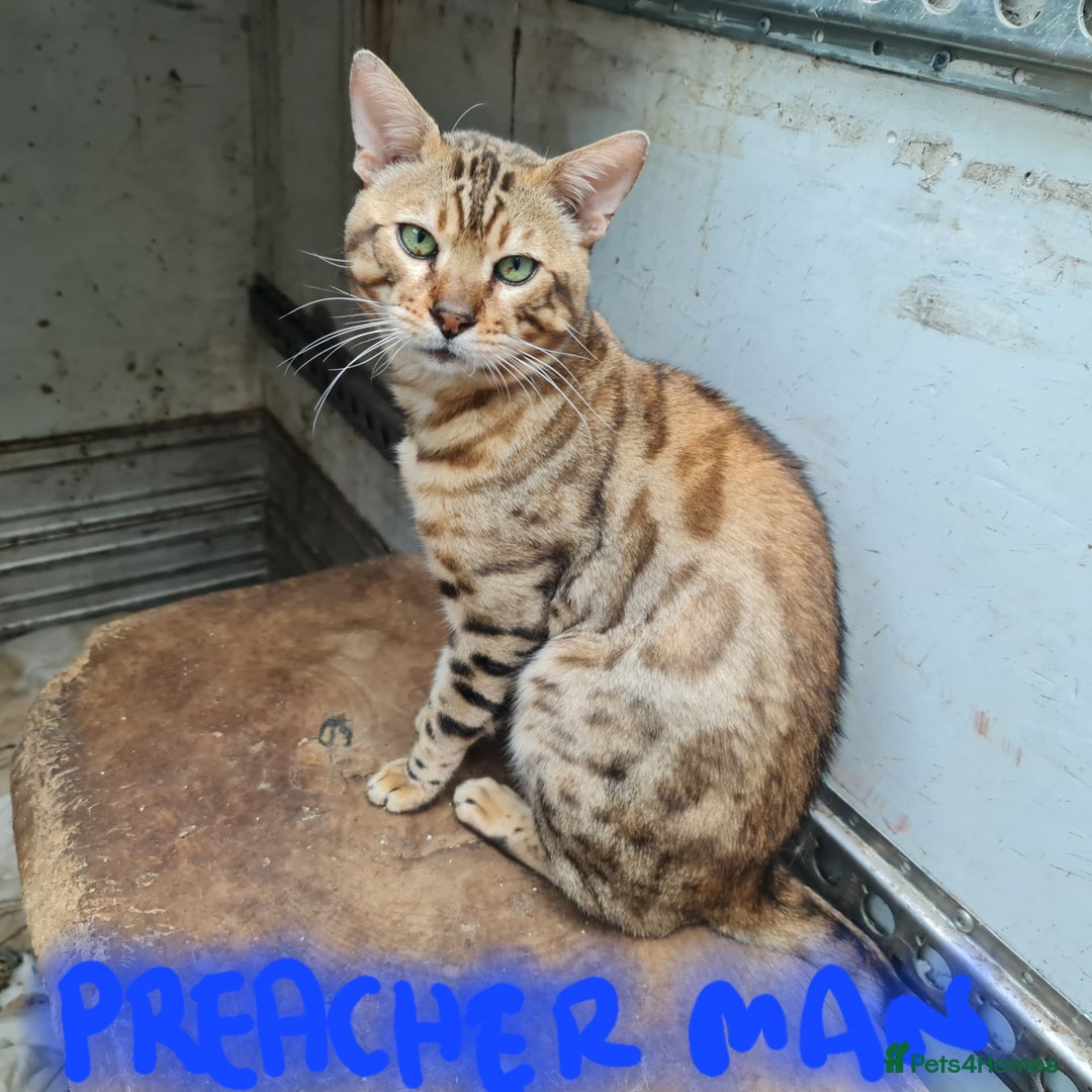 Bengal cats for sale: Breeding quality pedigree bengal boy & girl - Image 12