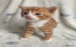 Maine Coon cats for sale: Main coon x  - Image 10