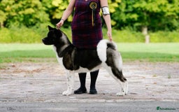 Akita dogs for sale: KC registered Akita puppies - Image 1
