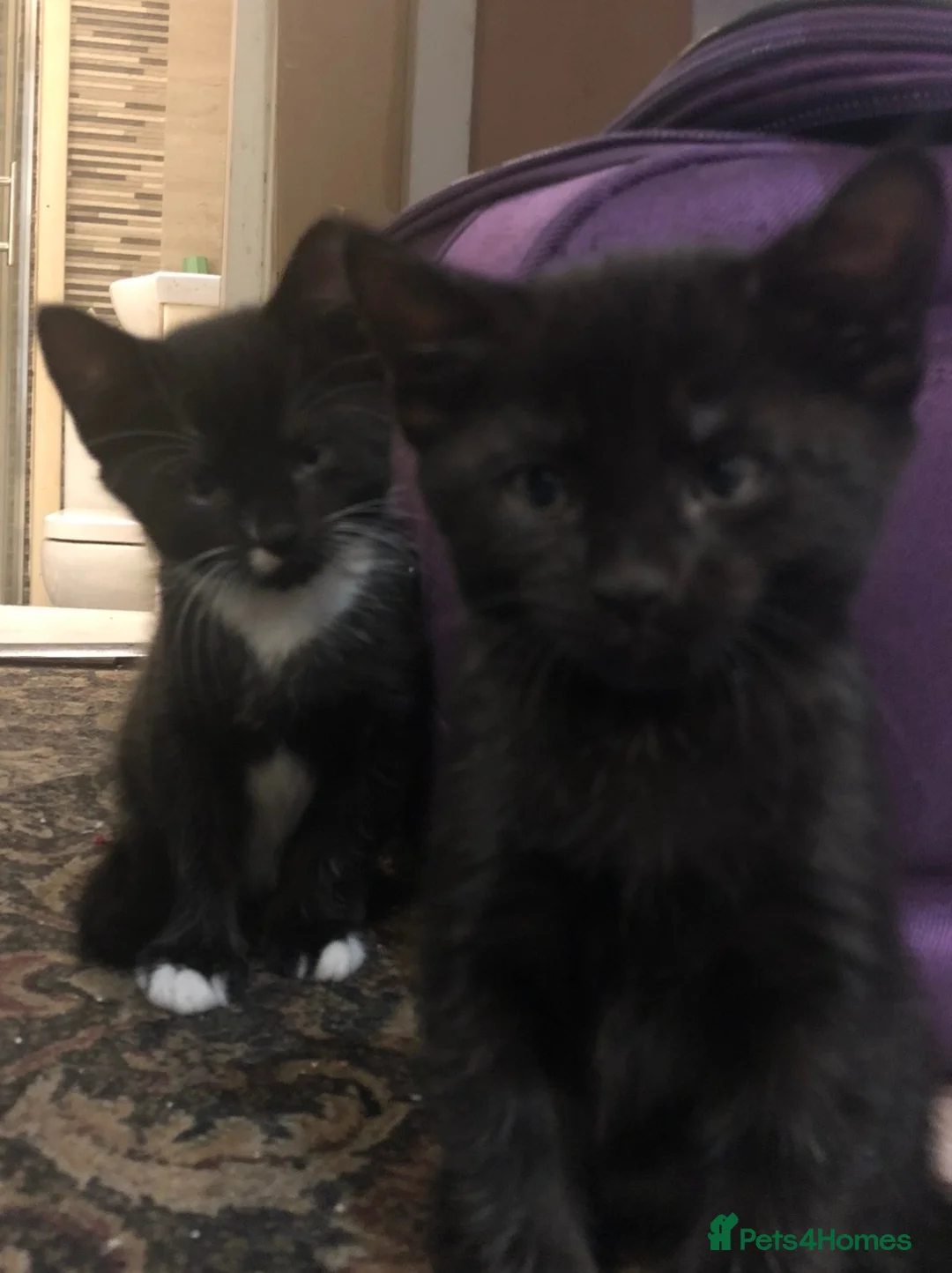 Mixed Breed cats for sale: Five Kittens (Four females, One male) - Advert 8