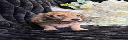 Miniature Dachshund dogs for sale: Stunning kc reg miniture dachshund in Deal - Advert 31