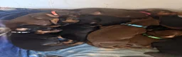 Dobermann dogs for sale: Doberman puppies  - Advert 7