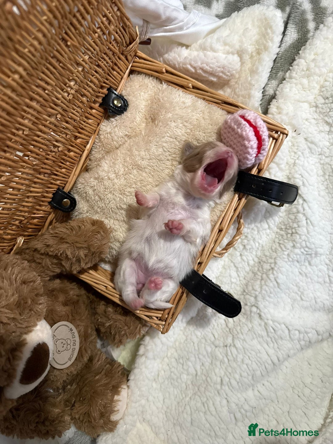 Pomeranian dogs for sale: Kc rainbow 🌈 Pomeranians  - Advert 10