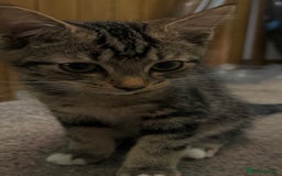 Bengal cats for sale: Bengal x American short hair mix - Image 5