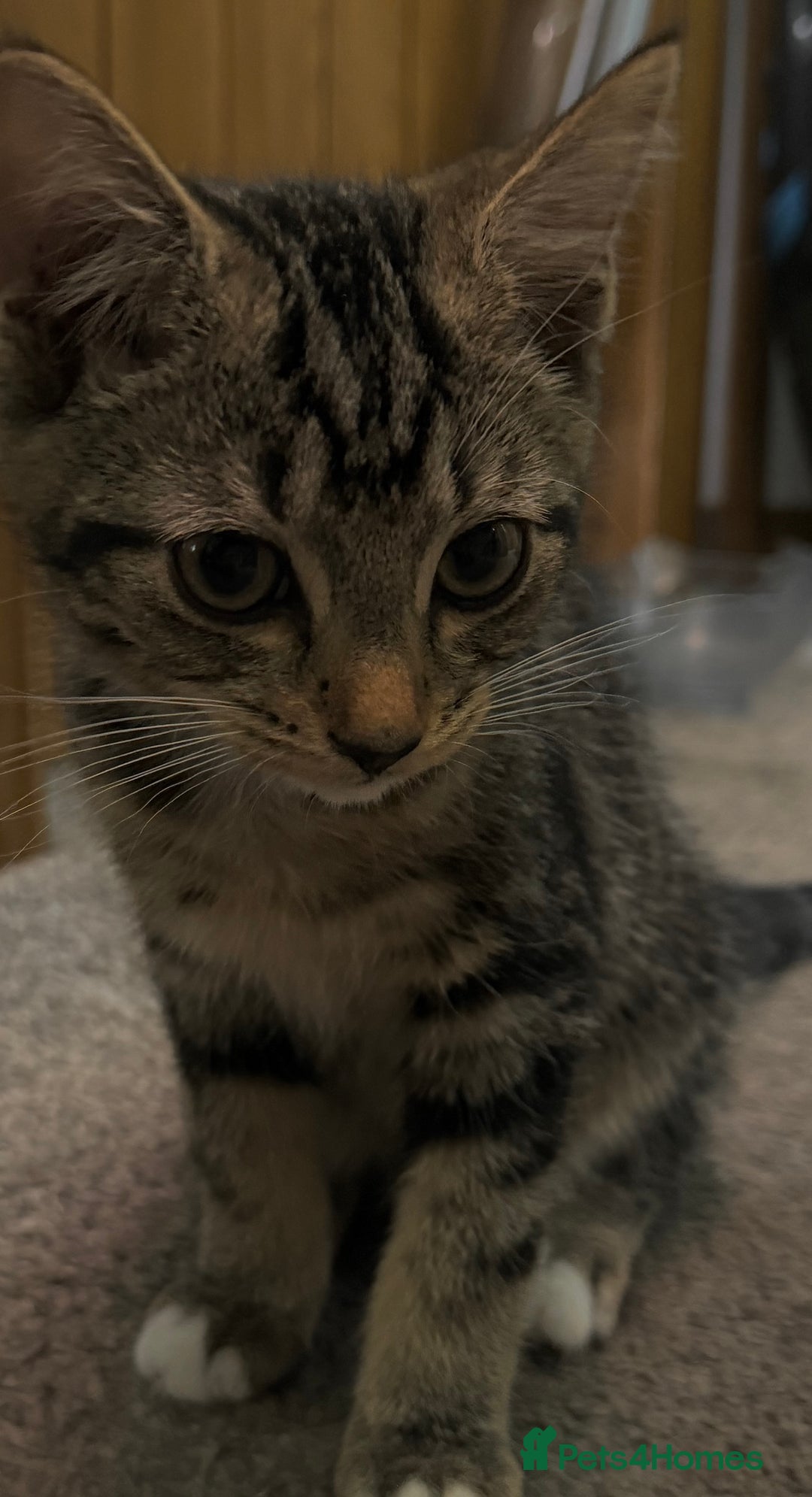 Bengal cats for sale: Bengal x American short hair mix - Image 5