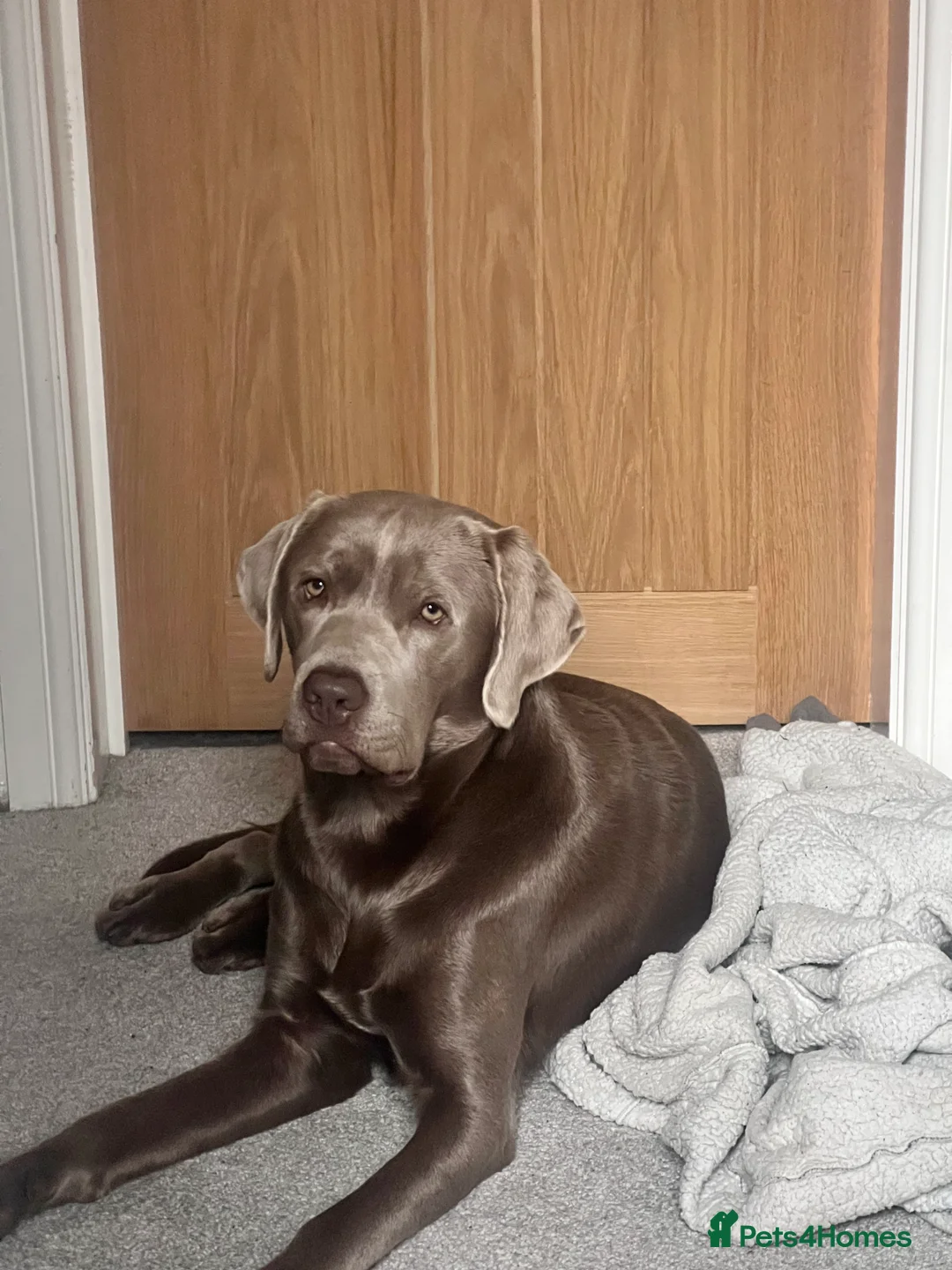 Labrador Retriever dogs for stud: STUNNING SILVER LABRADOR AVAILABLE FOR STUD - Advert 8