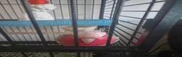 Cockatoo birds for sale: Galah cockatoo needs a new home  in Basildon - Advert 5