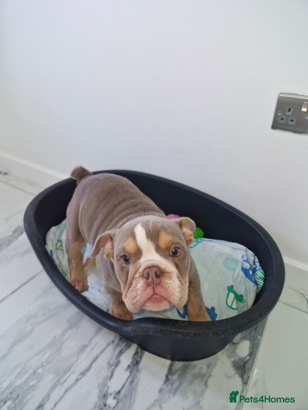 English Bulldog dogs for sale: Female English bulldog  - Image 3