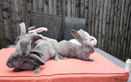 Continental Giant rabbits for sale: Merle colours  , rusian blue fur  - Image 16