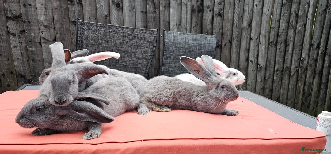 Continental Giant rabbits for sale: Merle colours  , rusian blue fur  - Image 16