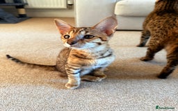 Savannah cats for sale: TICA Reg F3 Savannah Female Kitten ONE LEFT - Image 14