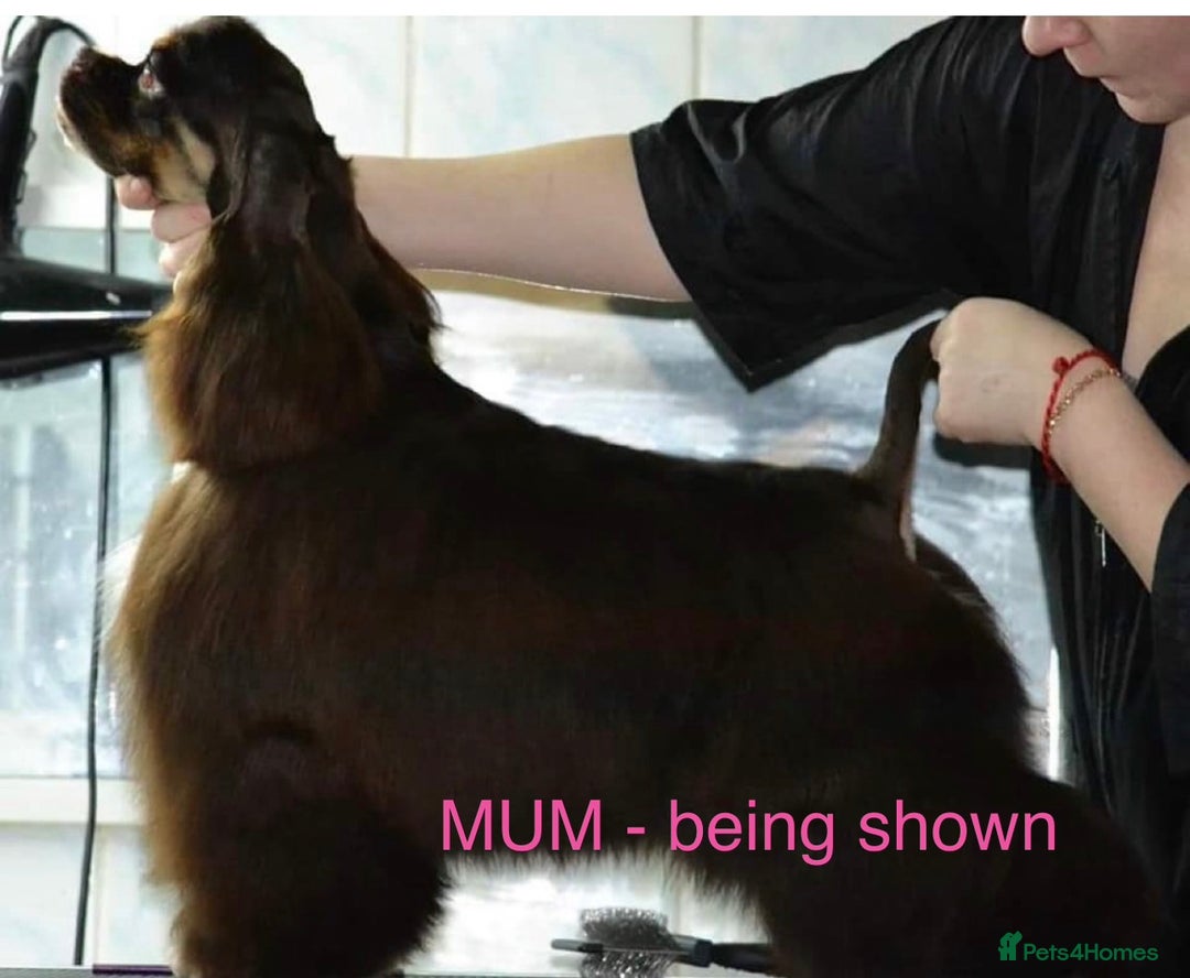 Cockapoo dogs for sale: Lovely American Cockapoo Pups Chocolates & Merles  - Advert 19