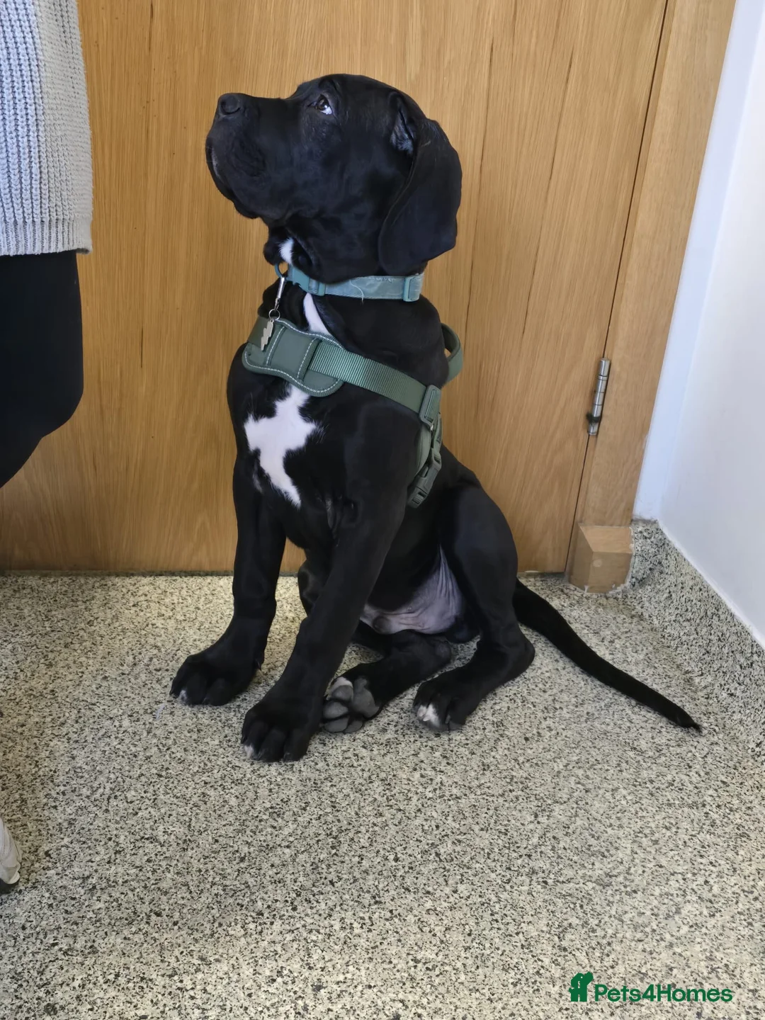 Mixed Breed dogs for sale: Cane corso/ Great Dane💓💓💖💖 - Advert 7