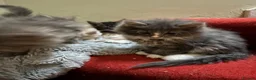 Maine Coon cats for sale: Stunning mainecoon cross kittens  - Advert 8