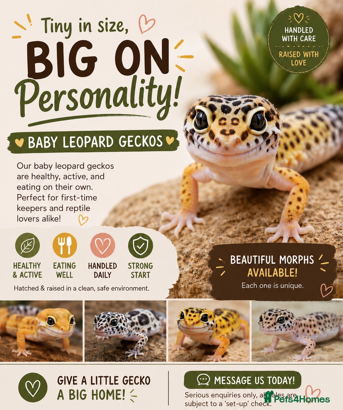 Leopard Gecko reptiles Beautiful Baby Leopard Geckos - Advert 5