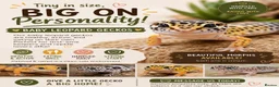 Leopard Gecko reptiles for sale: Baby Leopard Geckos - Advert 1