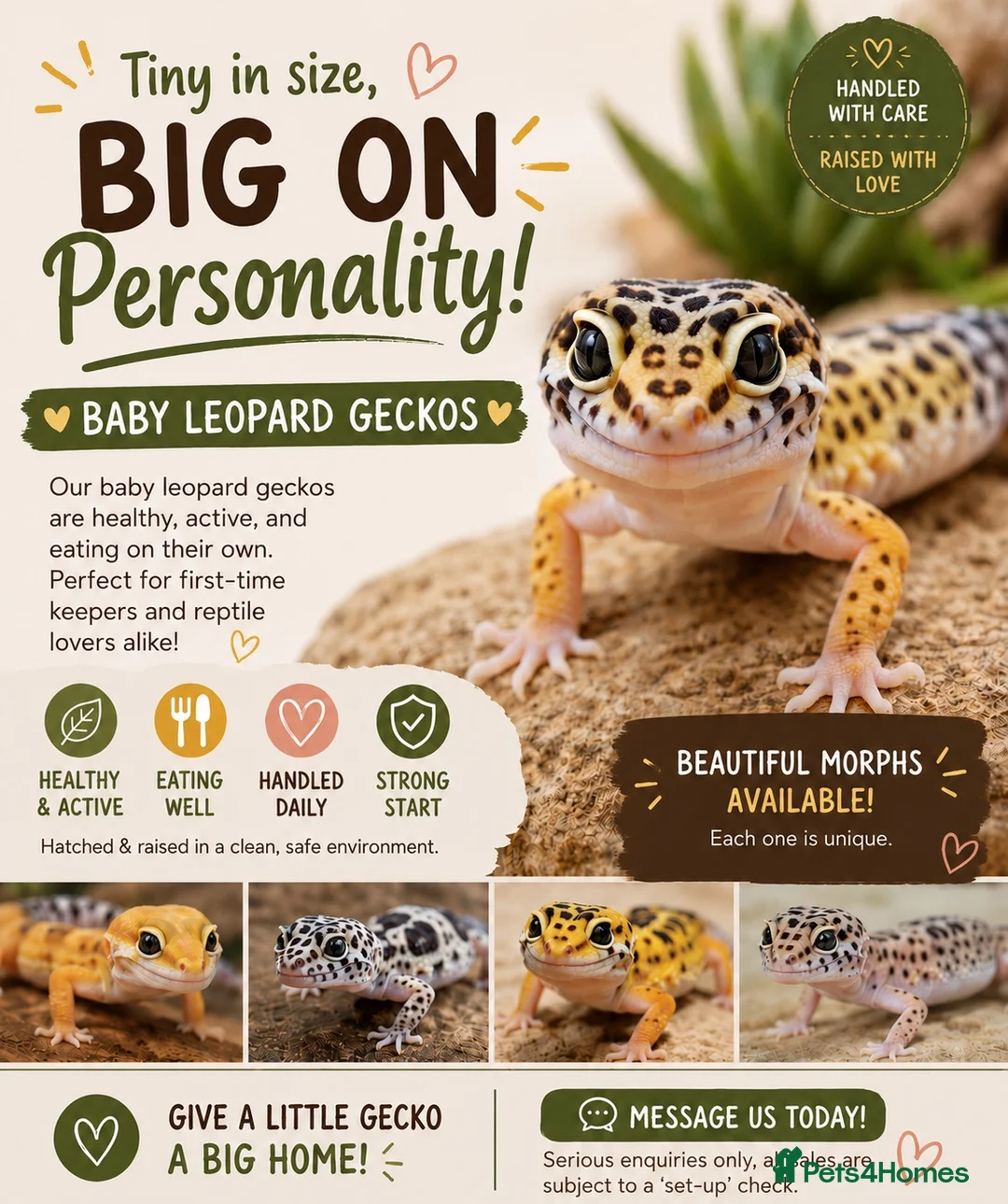 Leopard Gecko reptiles for sale: Baby Leopard Geckos - Advert 1