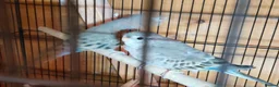 Parakeets birds for sale: Bourke parakeets pair  - Advert 7