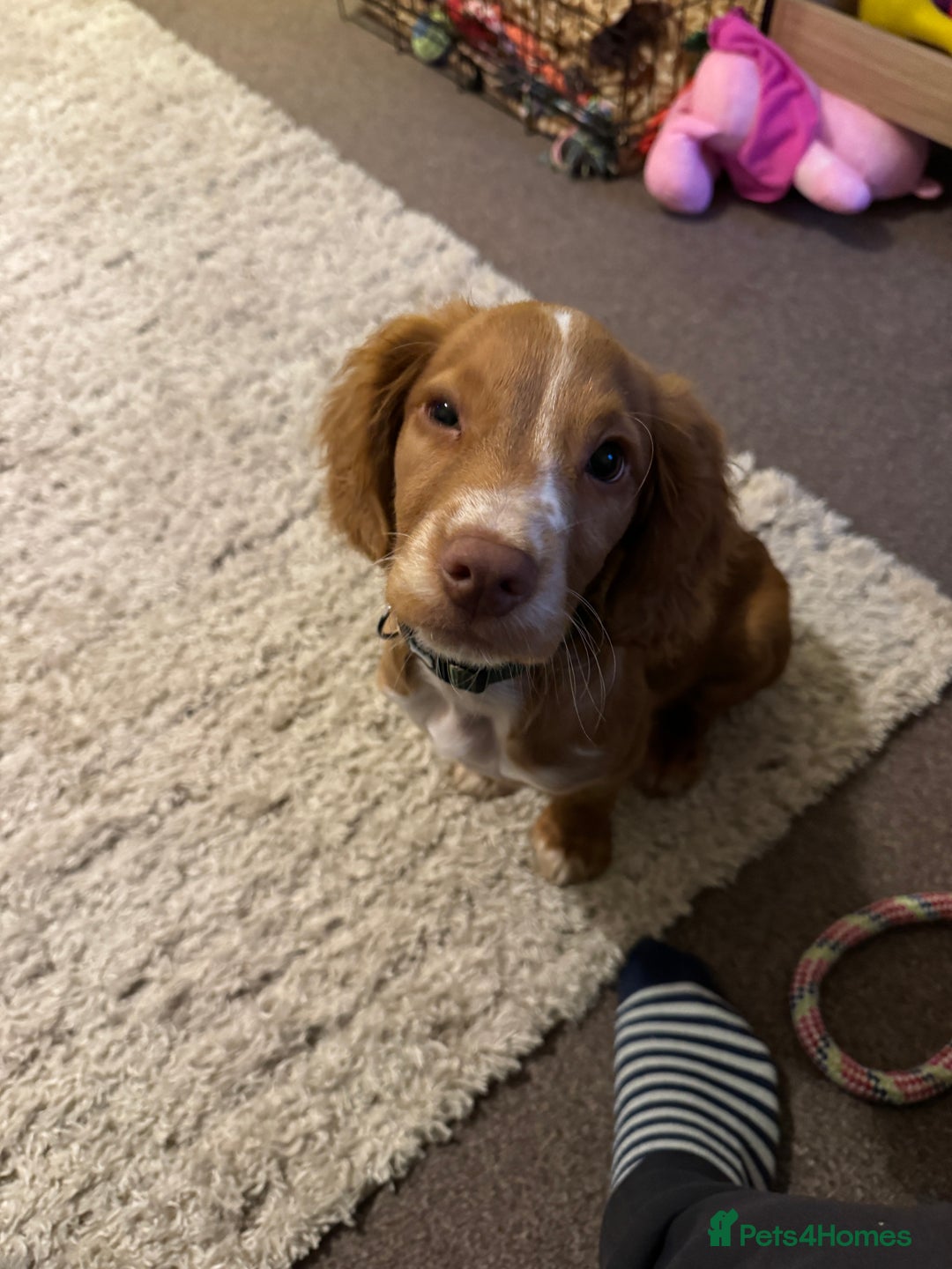 Cocker Spaniel dogs for sale: Cocker spaniel puppy - Advert 2