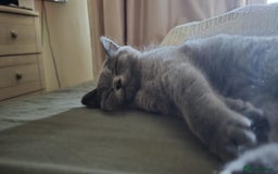 British Shorthair cats for sale: Stunning Pedigree British Shorthair Kittens in Portsmouth - Image 16