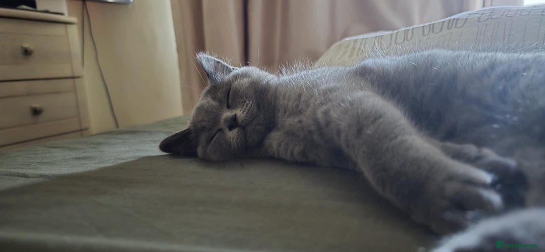 British Shorthair cats for sale: Stunning Pedigree British Shorthair Kittens in Portsmouth - Image 16