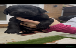 Labradoodle dogs for sale: Labradoodles  - Image 9