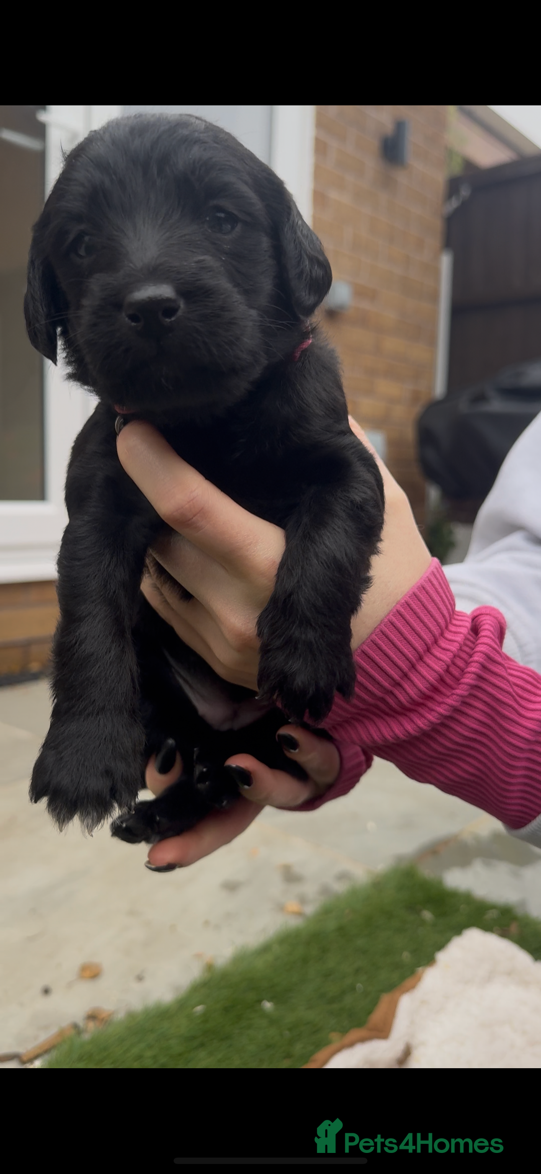 Labradoodle dogs for sale: Labradoodles  - Image 9