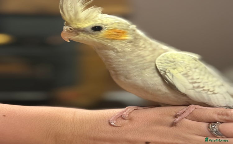 Cockatiels birds - Advert 1