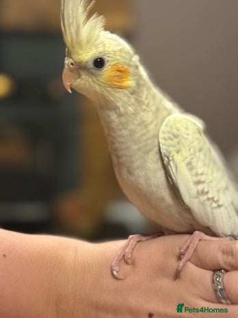 Cockatiels birds - Advert 7