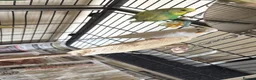 Budgerigars birds for sale: Budgies in Tipton - Advert 16