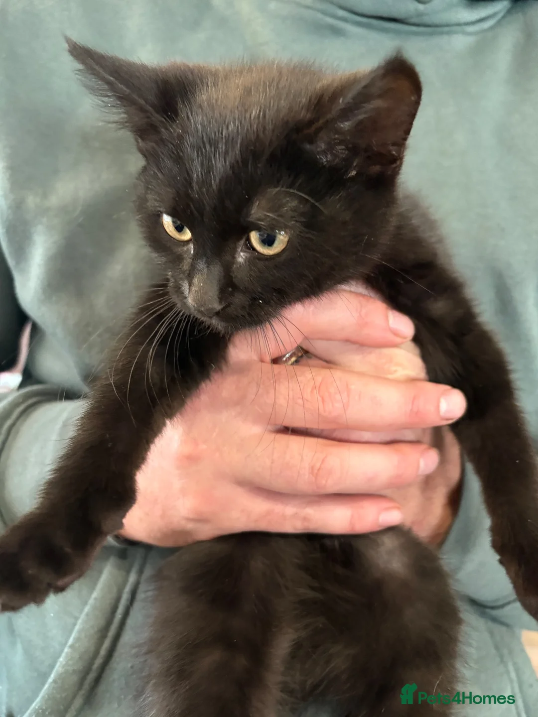 Mixed Breed cats for sale: Beautiful Black kitten  - Advert 3