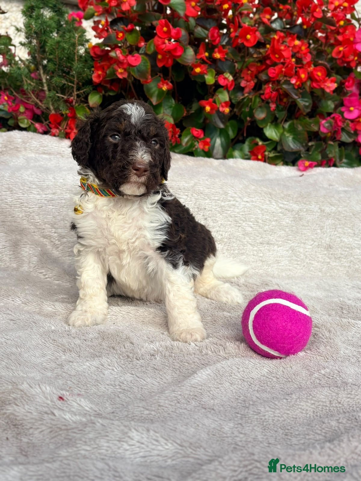 Bernedoodle dogs for sale: F1b health tested bernedoodle pups - Advert 2