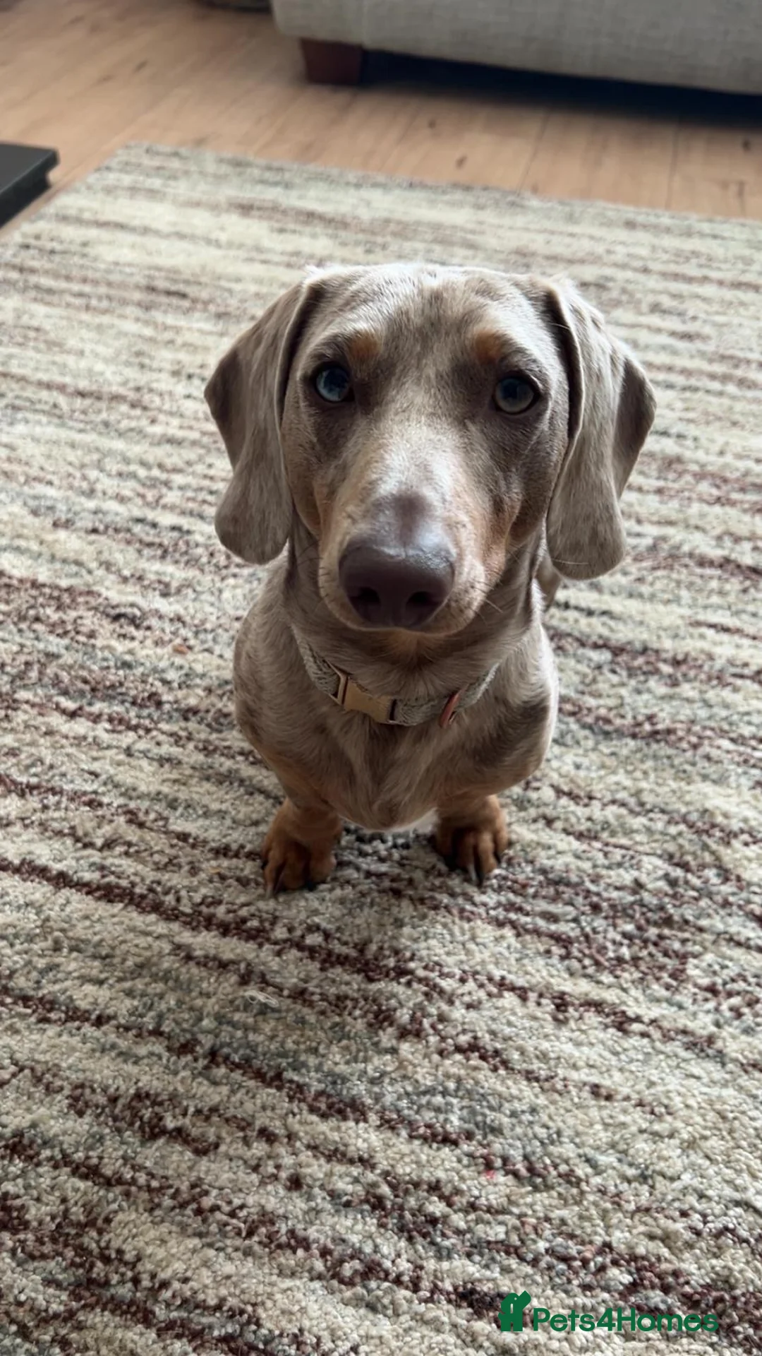Miniature Dachshund dogs for stud: Male Stud Miniature Dachshund  in Burnley - Advert 5
