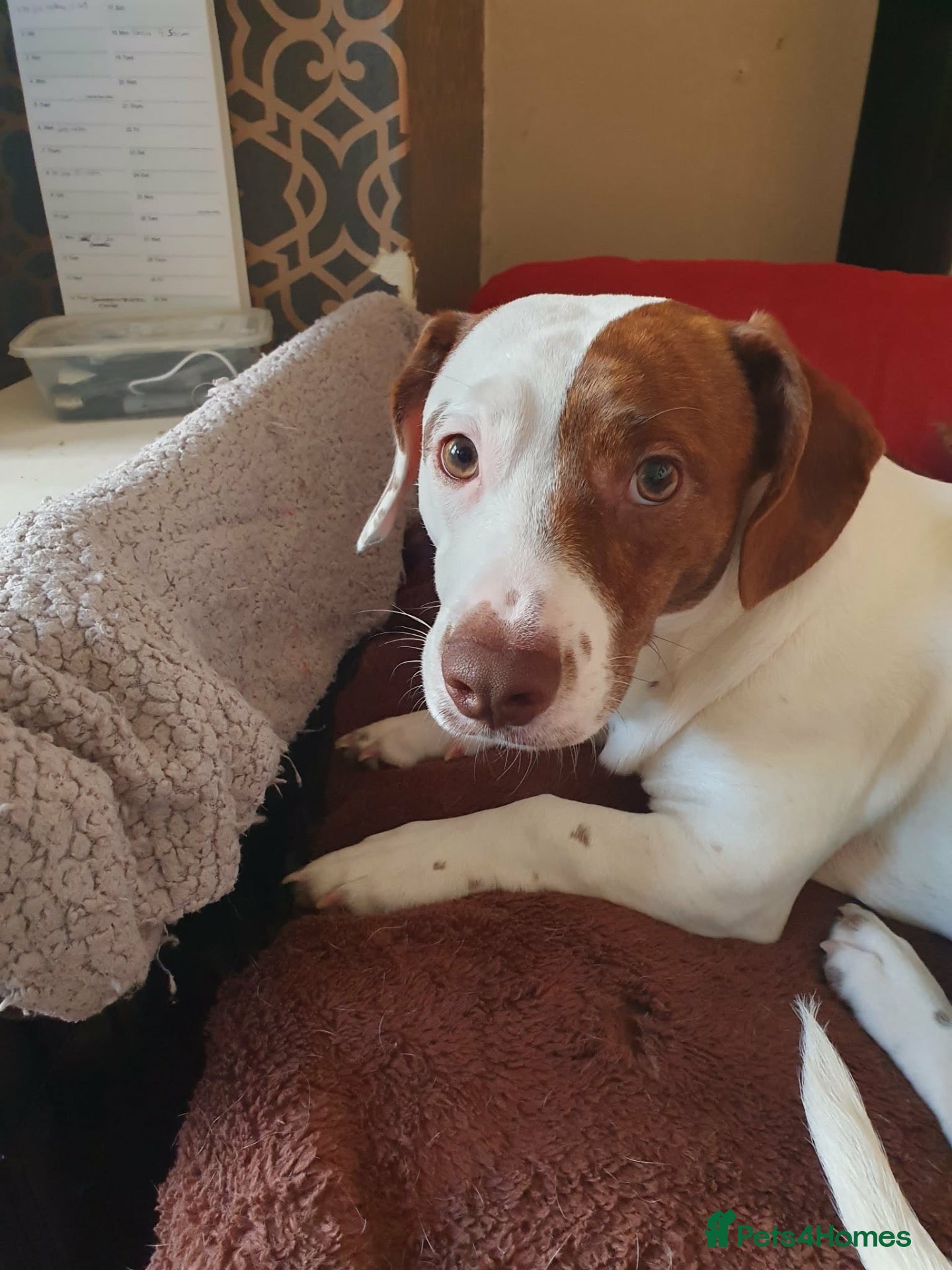 Staffordshire Bull Terrier dogs Smudge! - Advert 14