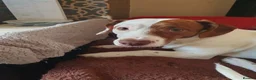 Staffordshire Bull Terrier dogs for sale: Smudge! in Blackpool - Advert 1