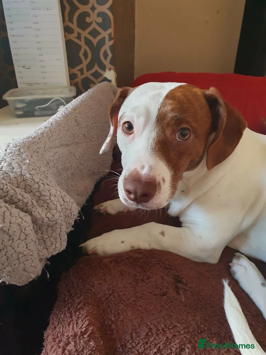 Staffordshire Bull Terrier dogs for sale: Smudge! in Blackpool - Advert 1
