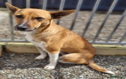 Mixed Breed dogs for adoption: Petal - In Ayr looking for a home  - Image 3