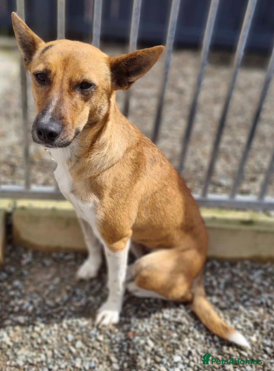 Mixed Breed dogs for adoption: Petal - In Ayr looking for a home  - Image 3