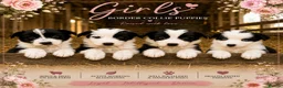 Border Collie dogs for sale: Gorgeous Border collie pups. KC registered.  - Advert 3