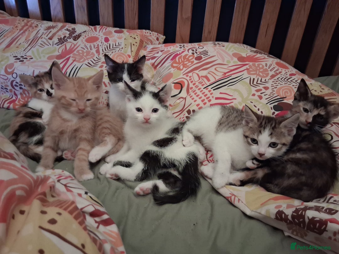 Domestic Shorthair cats for sale: 6 gorgeous mixed breed kittens - Advert 10