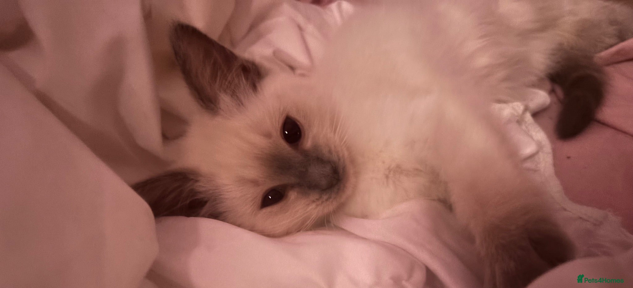 Ragdoll cats 🩵 Beautiful Pure Blue Point Ragdolls 🩵(two left) - Advert 1