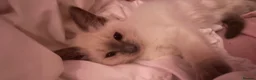 Ragdoll cats for sale: 🩵 Beautiful Pure Blue Point Ragdolls 🩵(two left) - Advert 1
