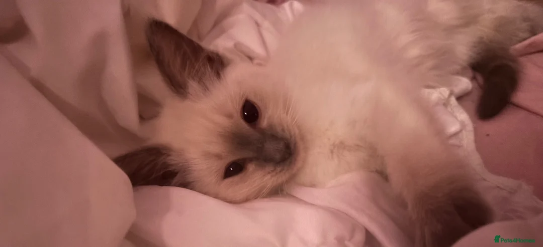 Ragdoll cats for sale: 🩵 Beautiful Pure Blue Point Ragdolls 🩵(two left) - Advert 1