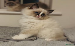 Ragdoll cats for sale: 💙🐾Tica full Pedigree🐾EU Ragdoll 🐱🐾DNA Clear - Image 30