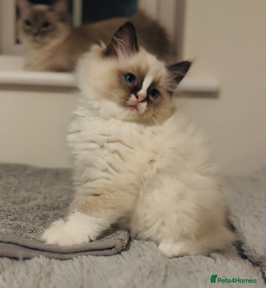 Ragdoll cats for sale: 💙🐾Tica full Pedigree🐾EU Ragdoll 🐱🐾DNA Clear - Image 30